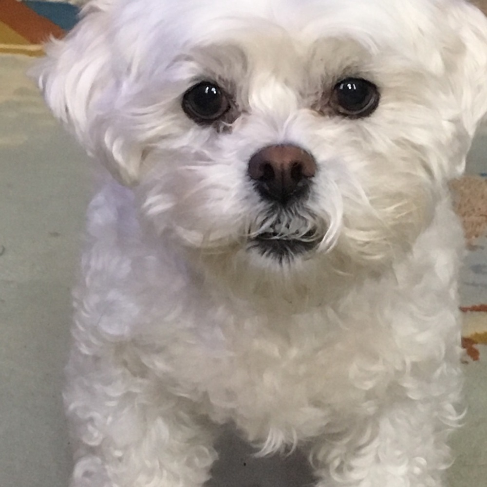 Meet your Posher, Pinina